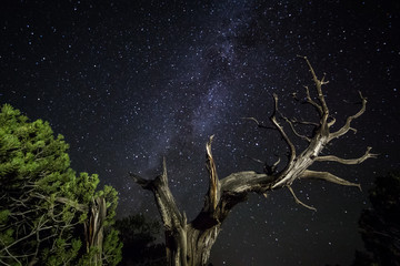 Milky Way galaxy overhead juniper trees lit up in the foreground.