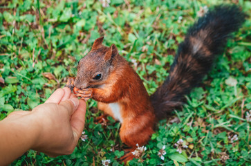 Naklejka na ściany i meble red squirrel eating nuts from hand in a park in summer