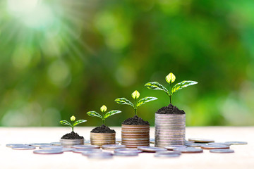 Small tree that grows on a pile of money. Financial investment ideas.