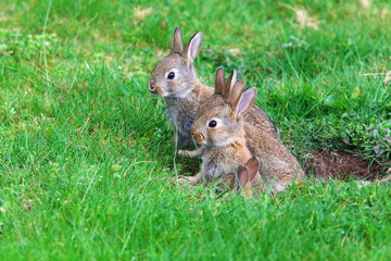 young rabbits