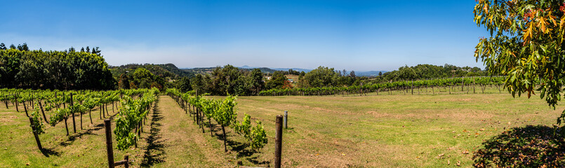 Fototapeta na wymiar Australian vineyard landscape