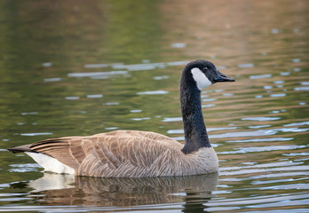 Canada Goose swimming in pond in beautiful morning light