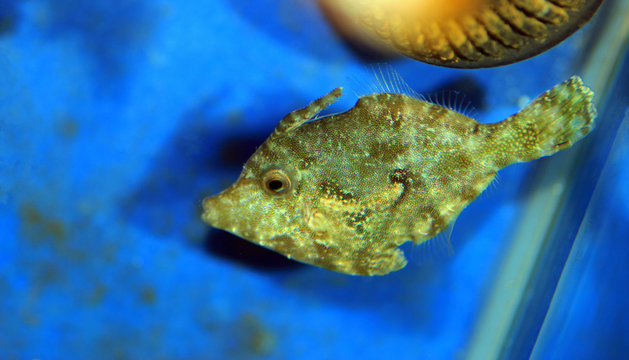 Bristle tail filefish - Acreichthys tomentosus 