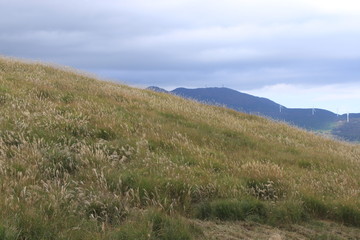 細野高原のすすき野原