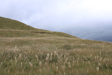 細野高原のすすき野原