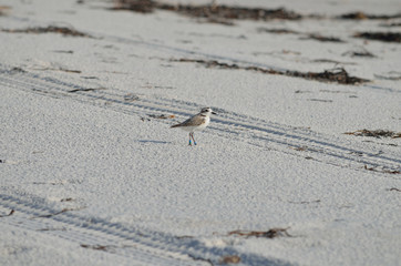 snowy plover on Florida beach
