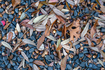 fall leaves with black gravel texture