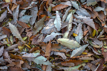 pile of leaves on ground with light fall colors