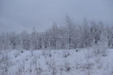 pinos nevados sobre carretera