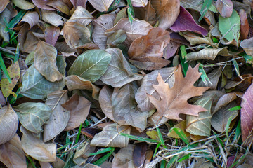 autumn fall leaves on ground outside different types