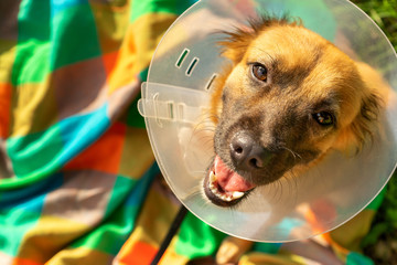 Young dog with veterinary collar also called elizabethan after surgery