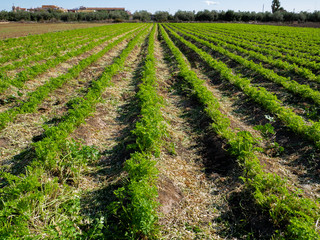  organic cultivation of fruits and vegetables outdoors