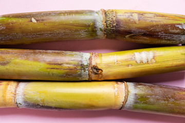 Sugar cane stick on pink background