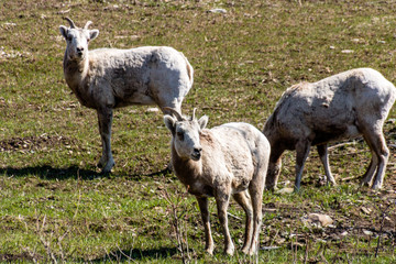 Obraz na płótnie Canvas Rocky mountain sheep graze for food in a meadow. Waterton Lakes National Park, Alberta, Canada