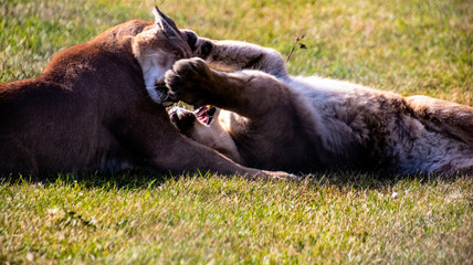 Cougar juvenils at play. Discovery Wildlife Park, Innisfill, Alberta, Canada