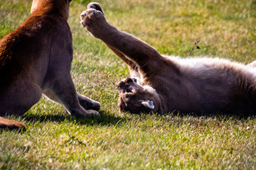 Fototapeta premium Cougar juvenils at play. Discovery Wildlife Park, Innisfill, Alberta, Canada
