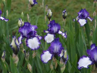 Purple irises with green backgrounds