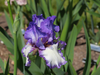 Purple irises with green backgrounds