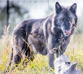 Timber wolf on the prowl. Discovery Wildlife Park, Innisfill, Alberta, Canada