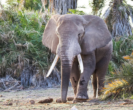 Large bull elephant in musth walking through palm grove.  (Loxodonta africana)  Amboseli National Park, Kenya.