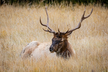 Elk 13