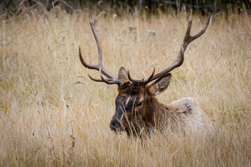 Elk 12