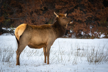 Elk 9