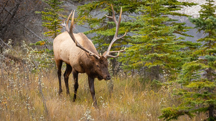 Elk 2