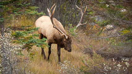 Elk 1