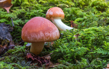 mushroom in moss in the forest 