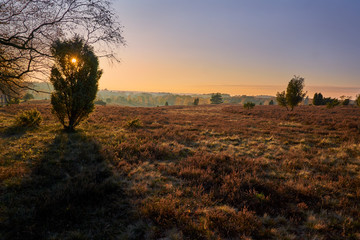 Luneburg Heath landscape at sunset in Germany, Europe