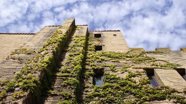 Wall with leaves and the background sky.