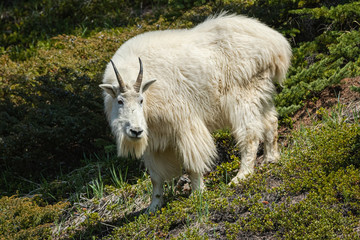 Obraz premium Wild goat 2