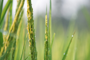 Dew drops on the leaves of rice plants