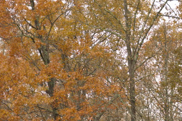 oak in November 