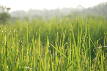 Dew drops on the leaves of rice plants