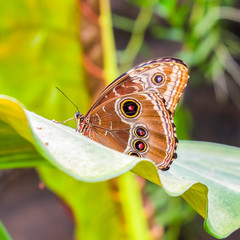 Square Fragile brown butterfly on vivid green leaf inside a greenhouse tropical garden