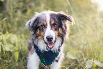 Dog smiling in the grass