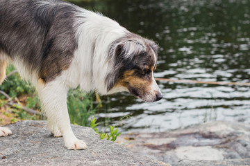 Dog looking into the water for fish