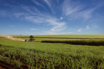 Sugar cane landscape with wheat field and blue sky