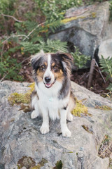 Australian shepherd dog posing on top of a rock