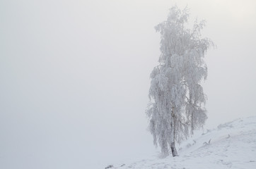 isolated winter tree. Tree the in snow.