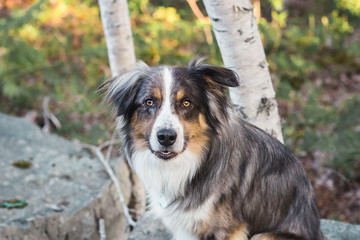 Dog smiling in the woods