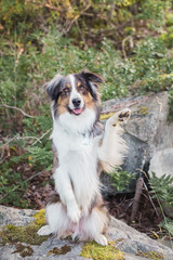 Dog waving hello on top of a rock