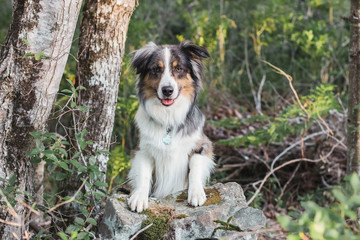 Dog posing on top of a rock
