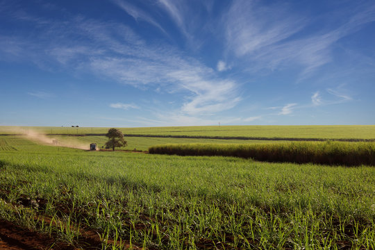 Sugar cane landscape with wheat field and blue sky