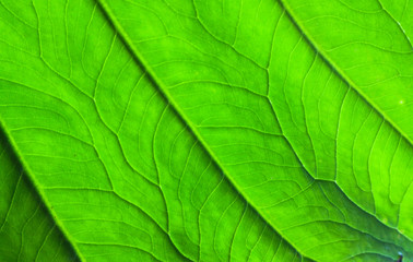 Leaves close to green in the tropics