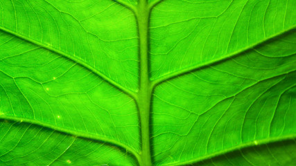 Naklejka na ściany i meble Leaves close to green in the tropics