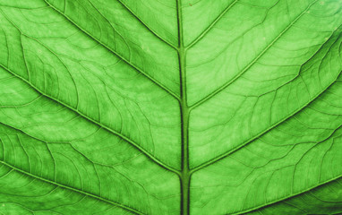 Fototapeta na wymiar Leaves close to green in the tropics