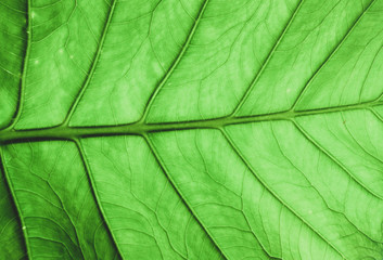 Leaves close to green in the tropics